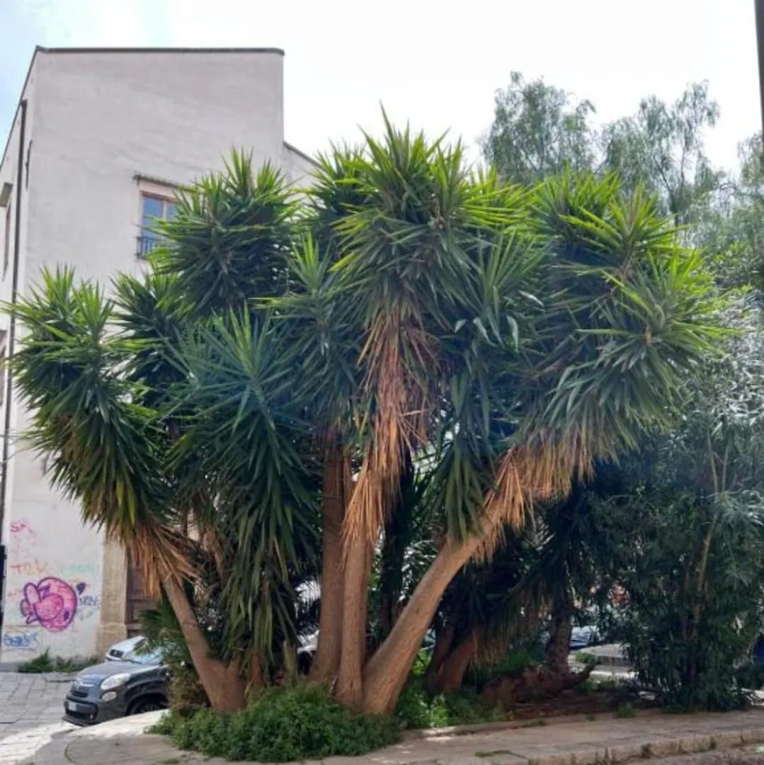 Appartamento Sicily Guest House 2 Palermo
